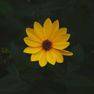 HM F20127827